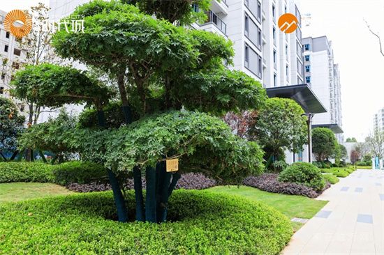 時代啟封 | 泰魯·時代城景觀園林示范區盛大開放